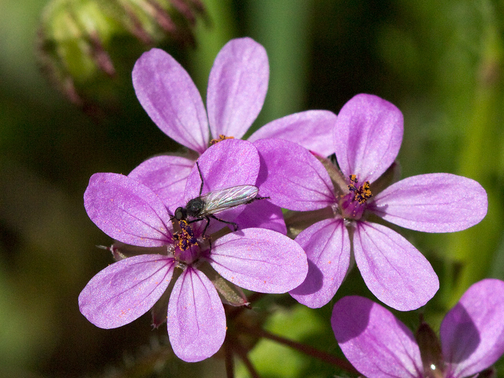 Flores de los relojitos o aguja de pastor (Erodium cicutarium)