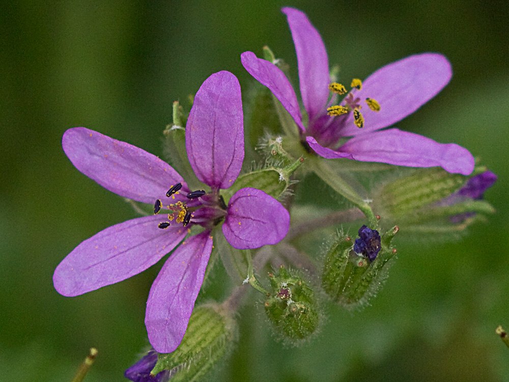 Flores de los relojitos o aguja de pastor (Erodium cicutarium)