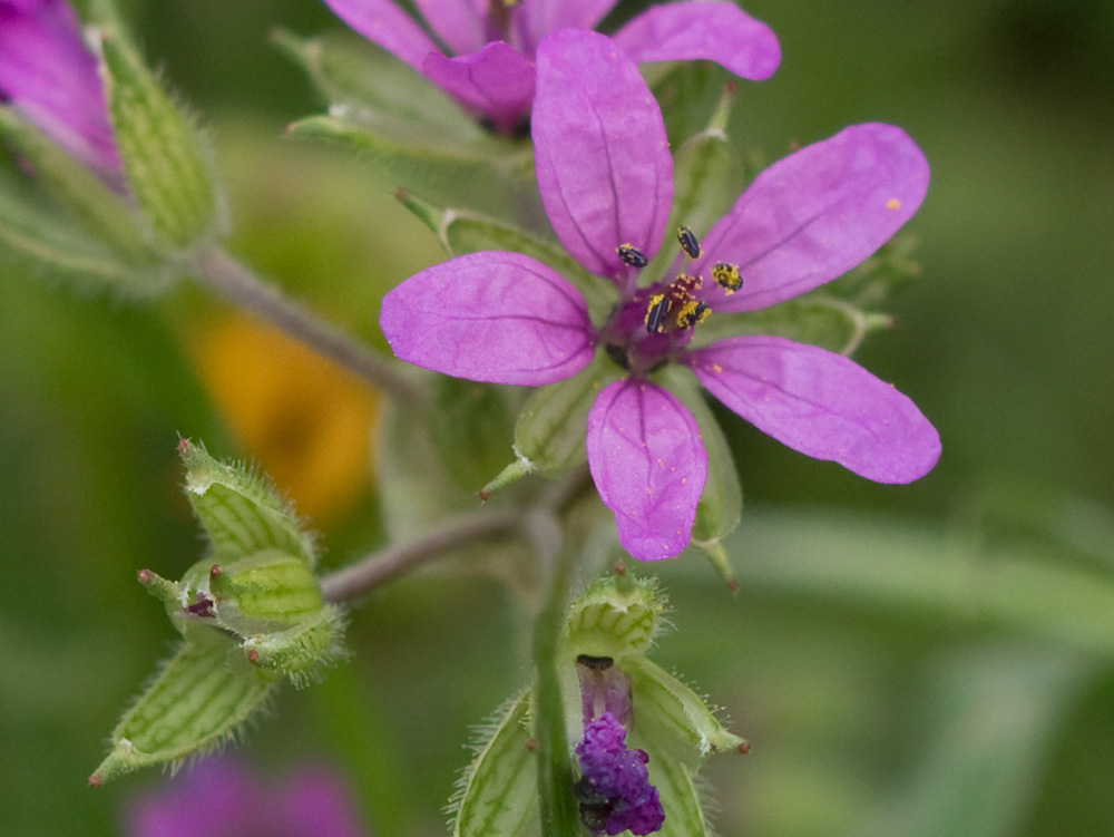 Flores de los relojitos o aguja de pastor (Erodium cicutarium)