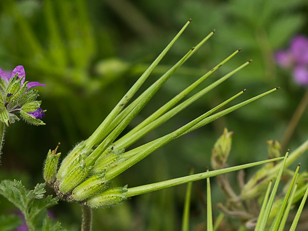 Flores de los relojitos o aguja de pastor (Erodium cicutarium)