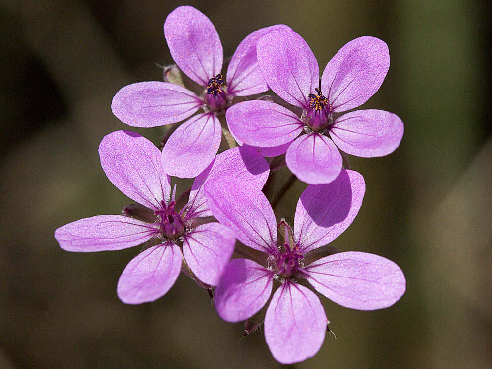 Flores de los relojitos o aguja de pastor (Erodium cicutarium)