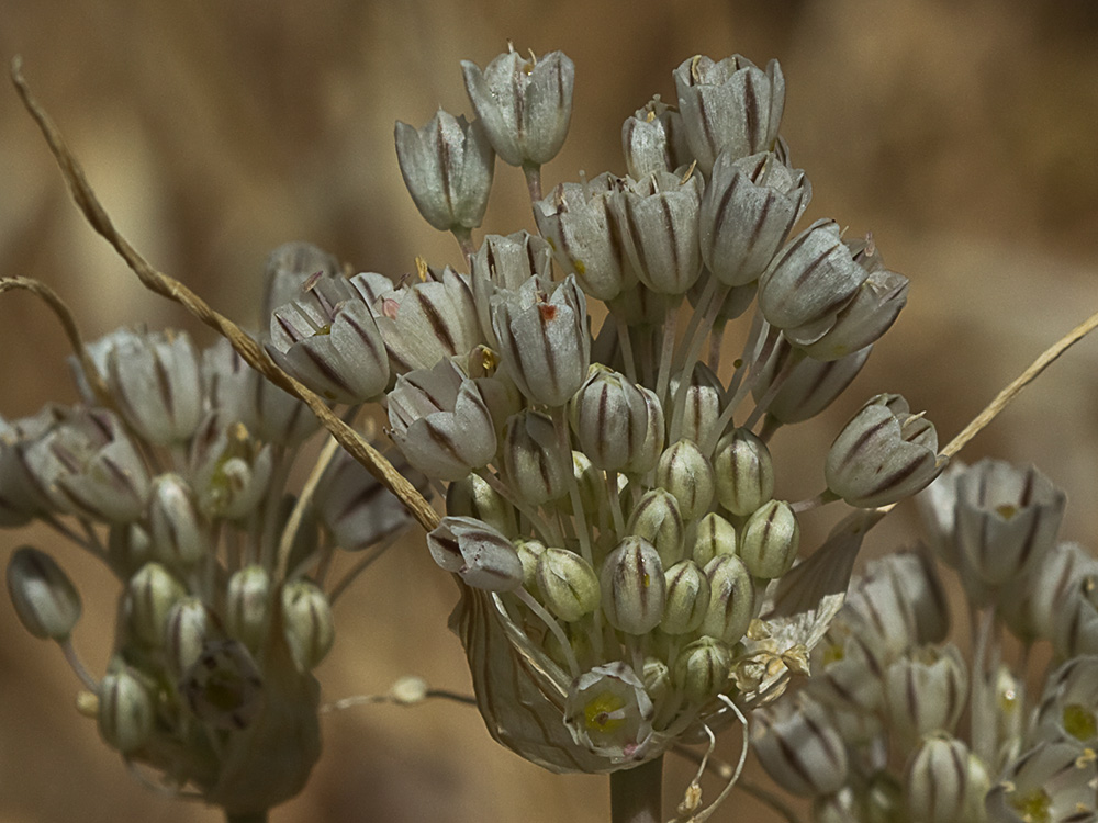 Ajillo silvestre (Allium paniculatum)