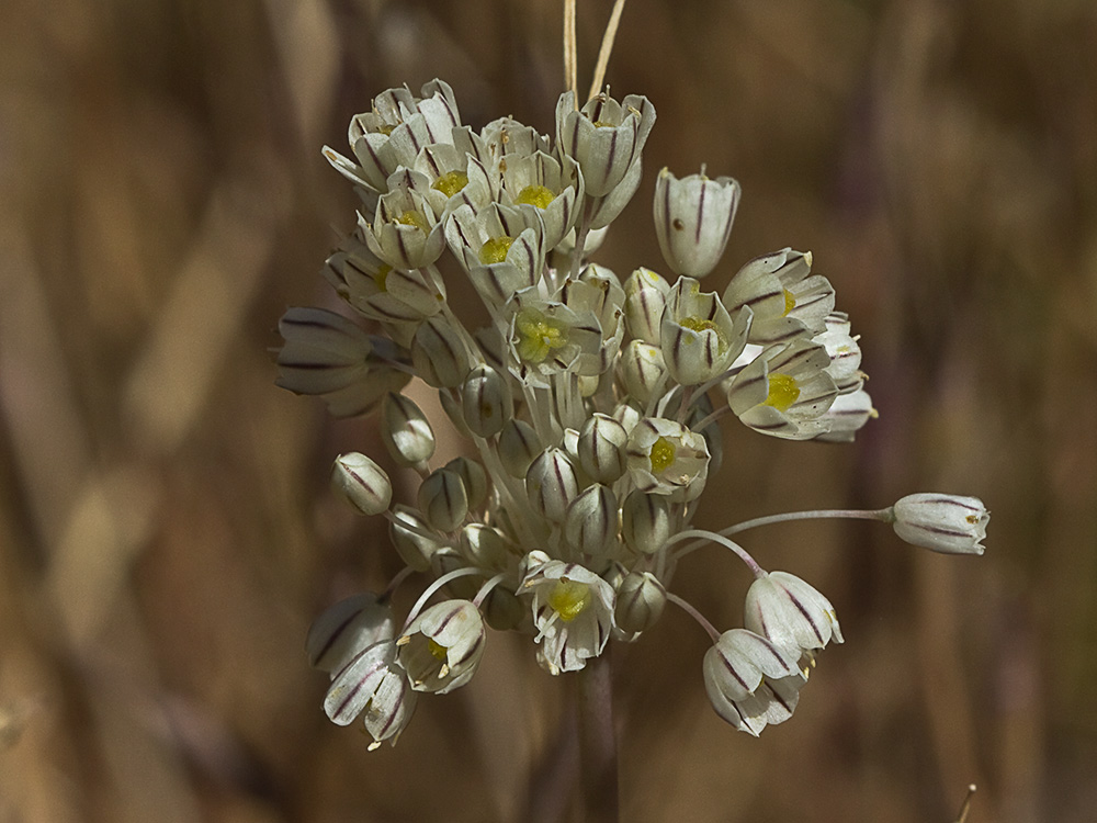 Ajillo silvestre (Allium paniculatum)