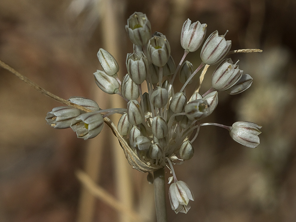 Ajillo silvestre (Allium paniculatum)