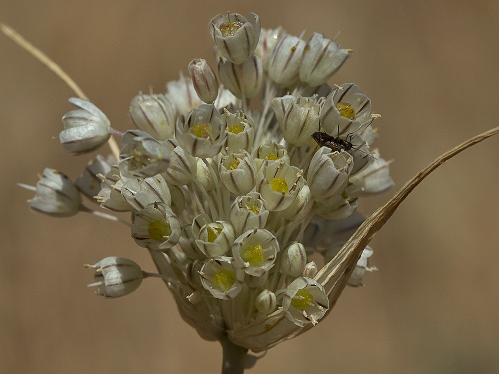 Ajillo silvestre (Allium paniculatum)