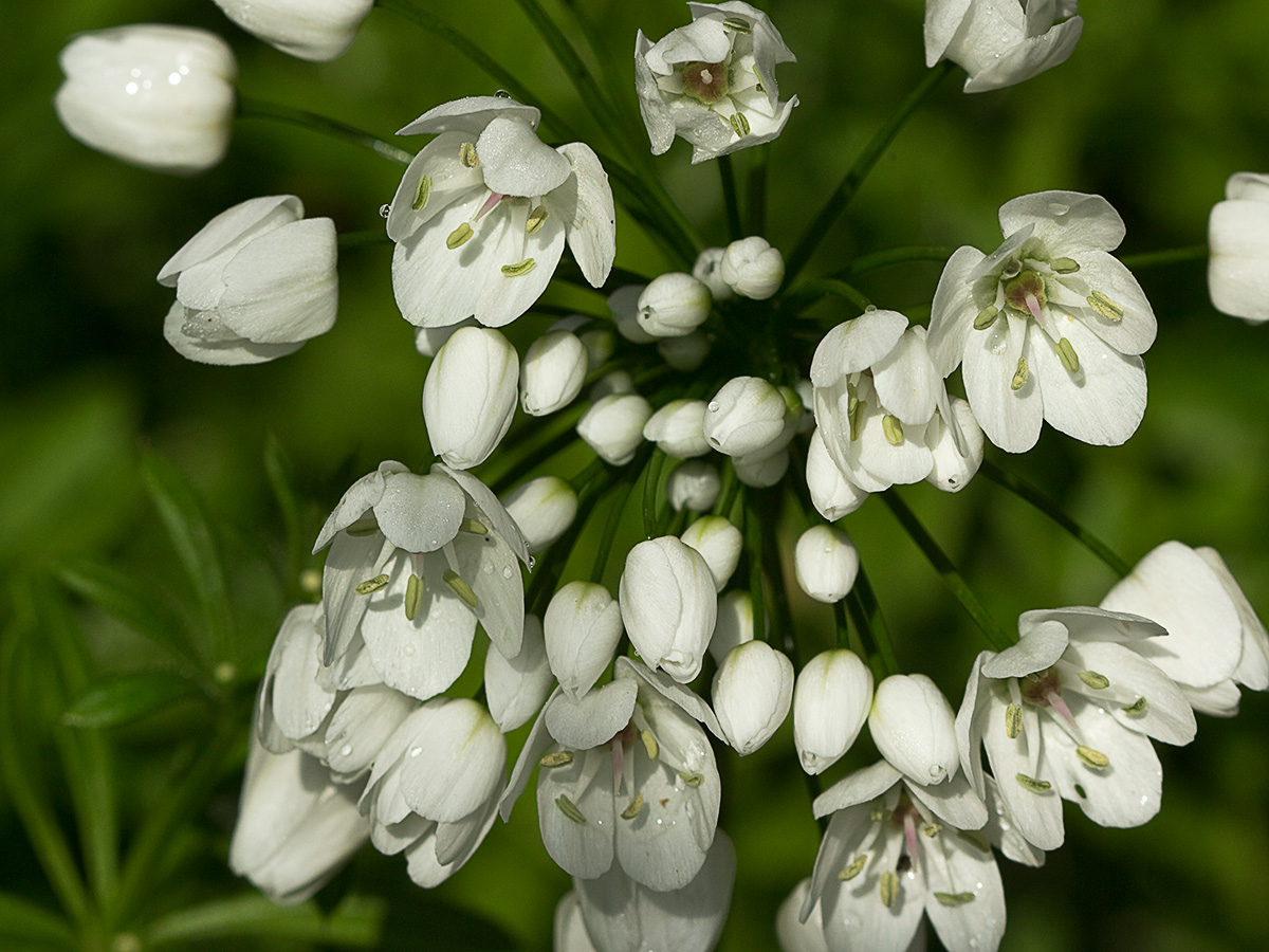 Inflorescencias del Ajo blanco (Allium neapolitanum)