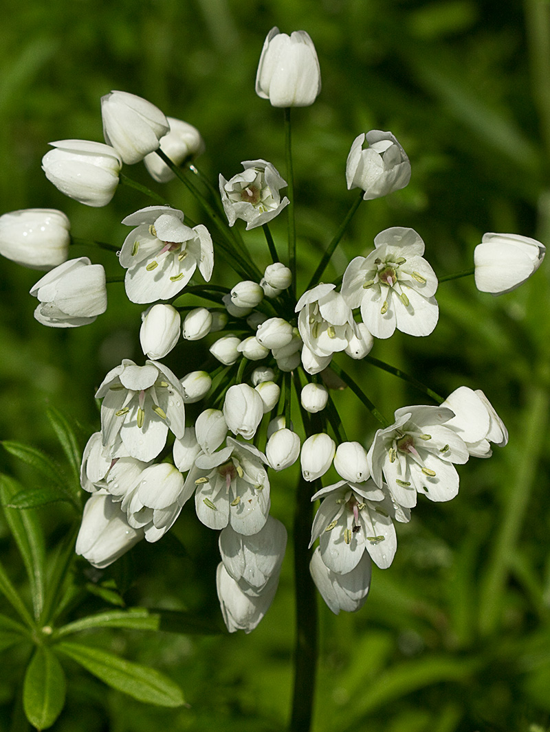 Inflorescencias del Ajo blanco (Allium neapolitanum)
