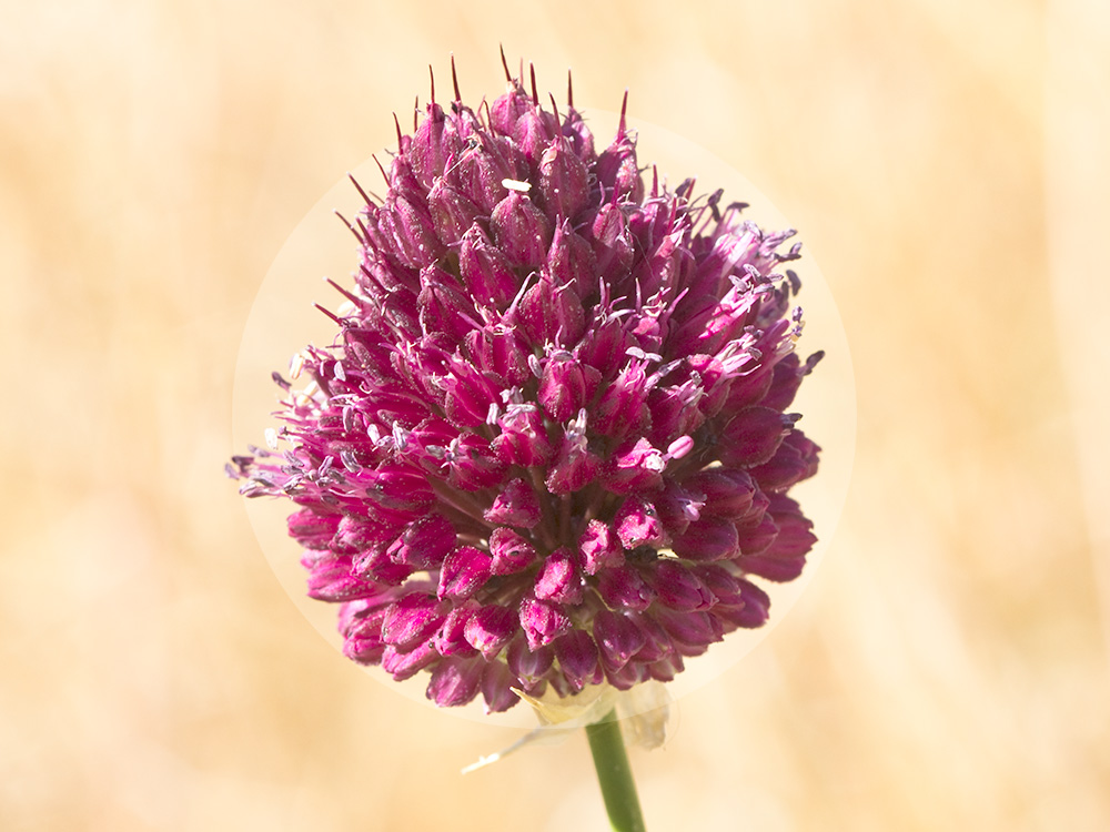 Ajo de monte, Allium sphaerocephalon