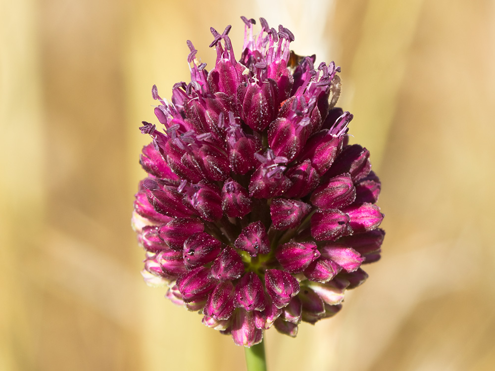 Ajo de monte, Allium sphaerocephalon