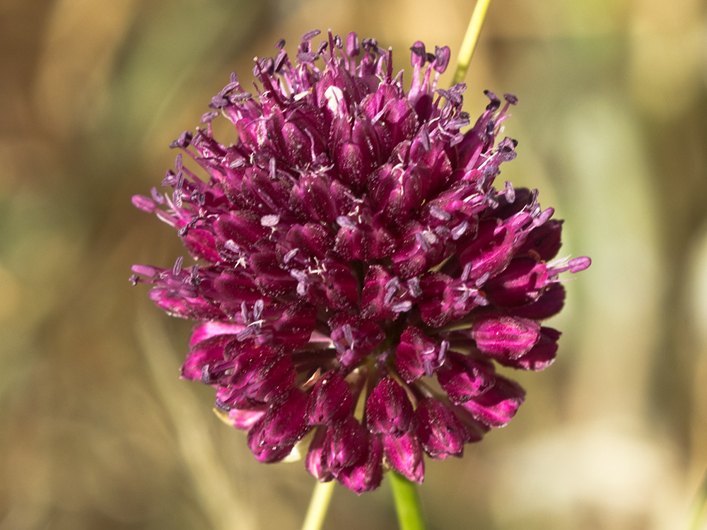Ajo de monte, Allium sphaerocephalon