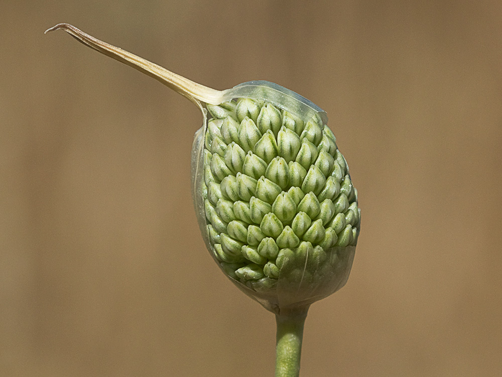 Ajo de arroyo (Allium guttatum subsp. sardoum)