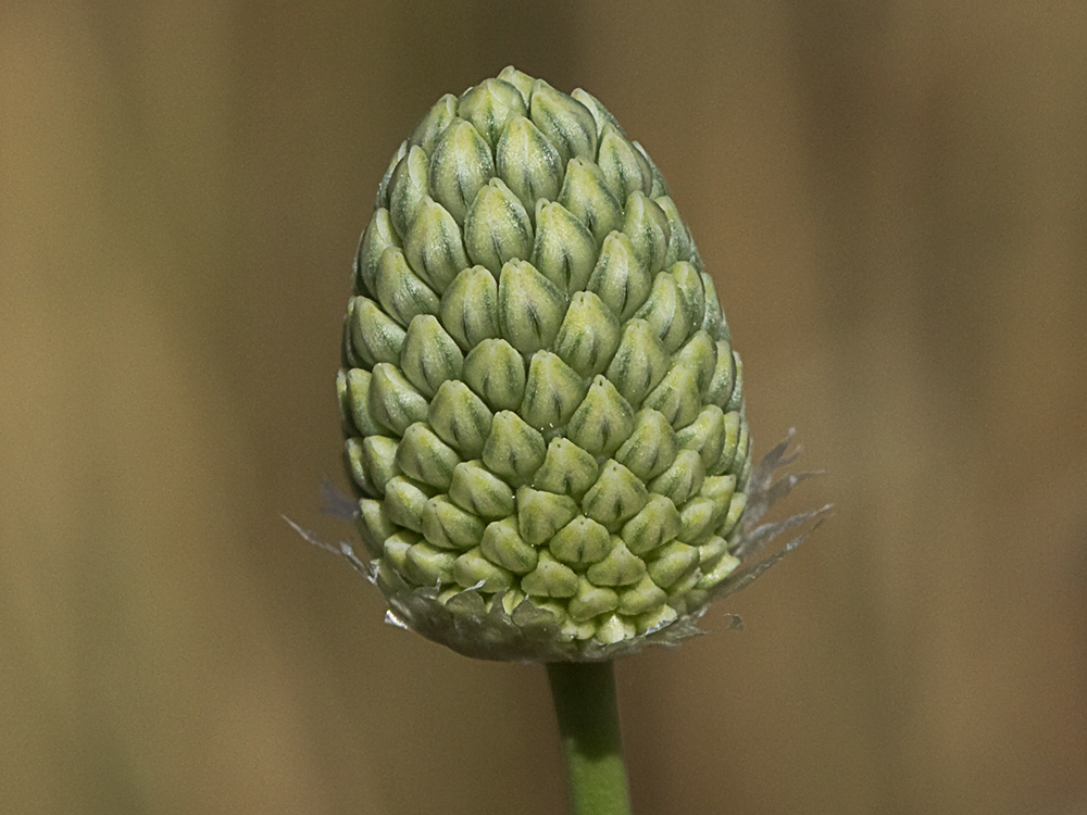 Ajo de arroyo (Allium guttatum subsp. sardoum)