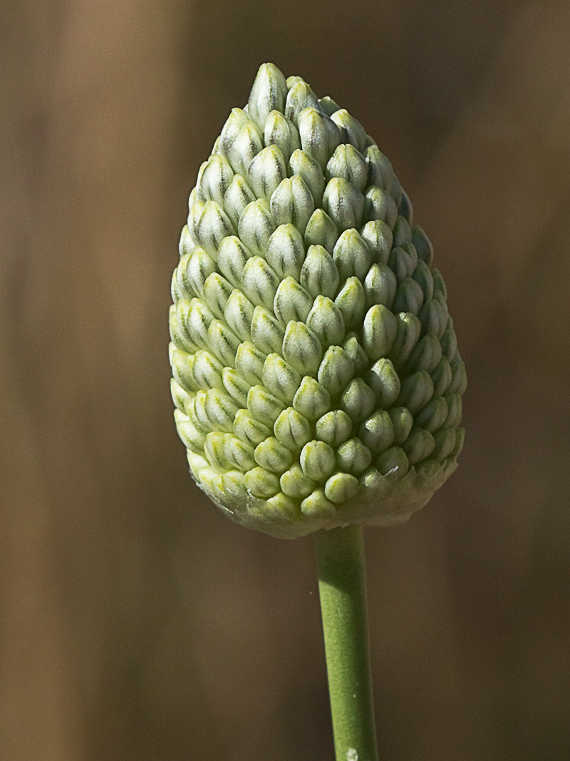 Ajo de arroyo (Allium guttatum subsp. sardoum)