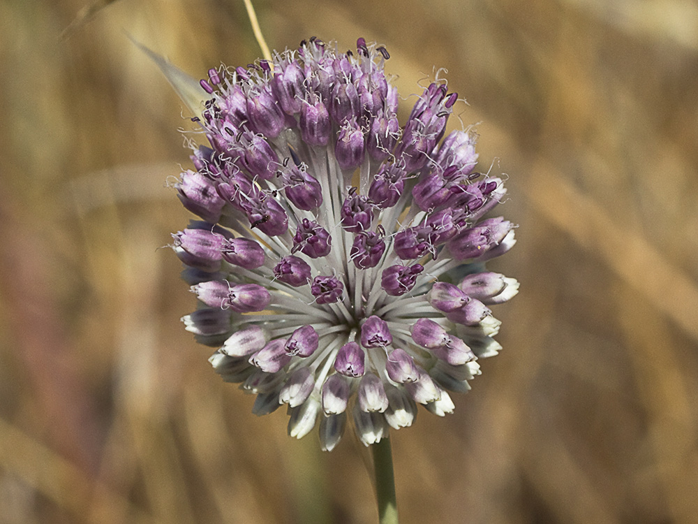Ajo de arroyo (Allium guttatum subsp. sardoum)