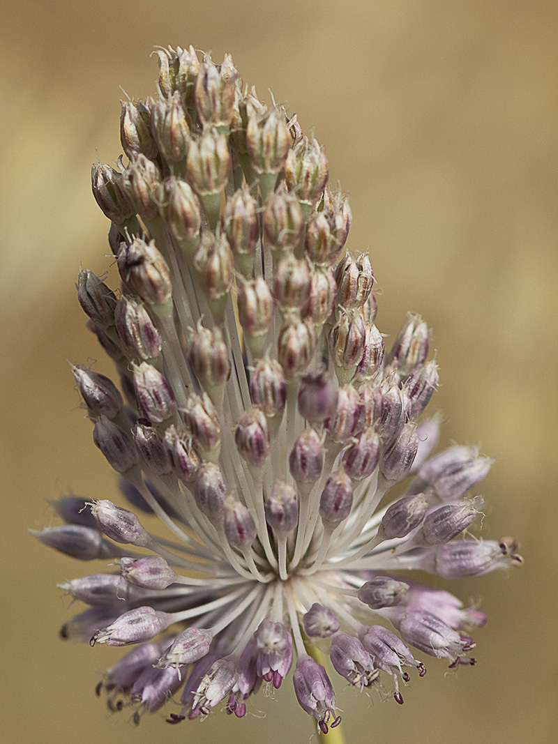 Ajo de arroyo (Allium guttatum subsp. sardoum)