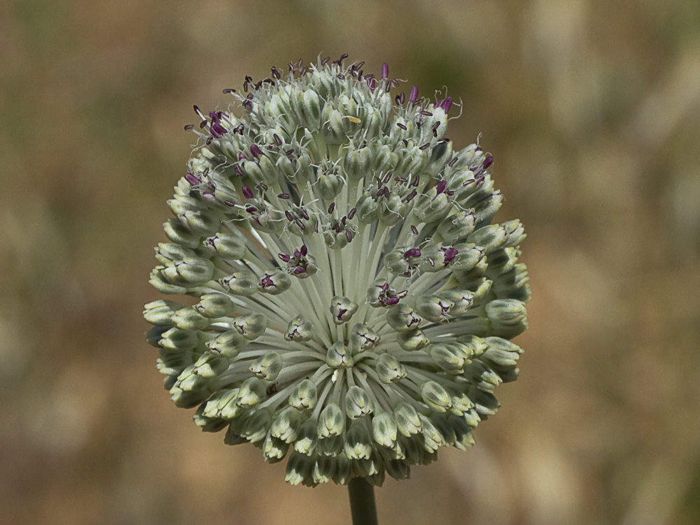 Ajo de arroyo (Allium guttatum subsp. sardoum)