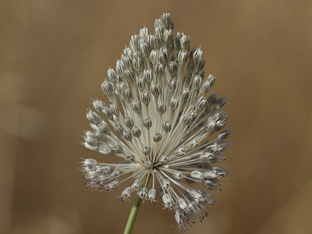 Ajo de arroyo (Allium guttatum subsp. sardoum)