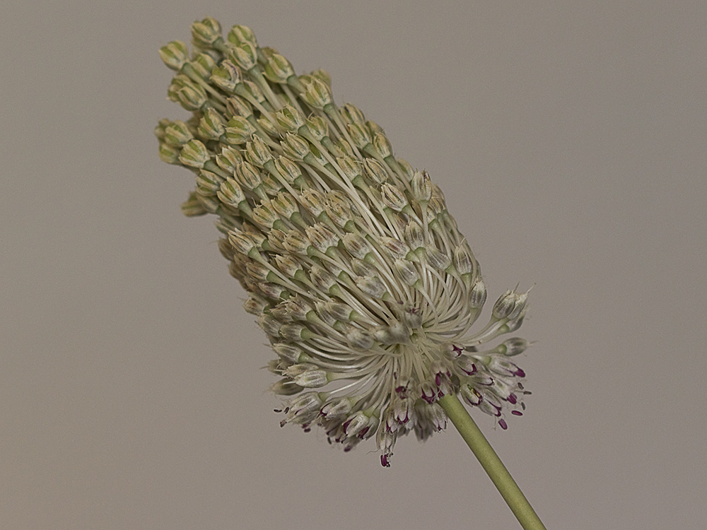 Ajo de arroyo (Allium guttatum subsp. sardoum)
