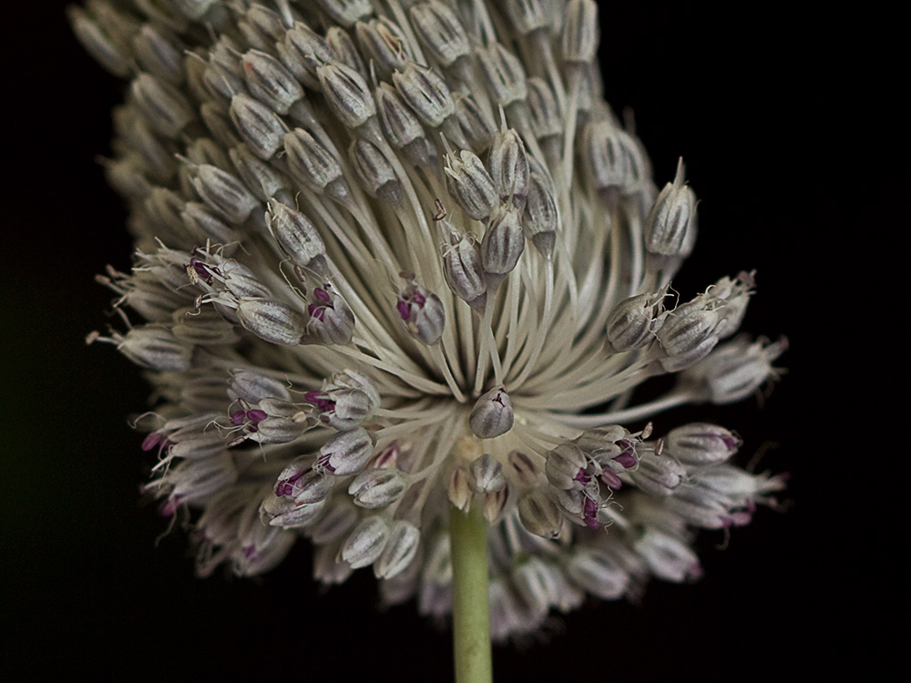 Ajo de arroyo (Allium guttatum subsp. sardoum)