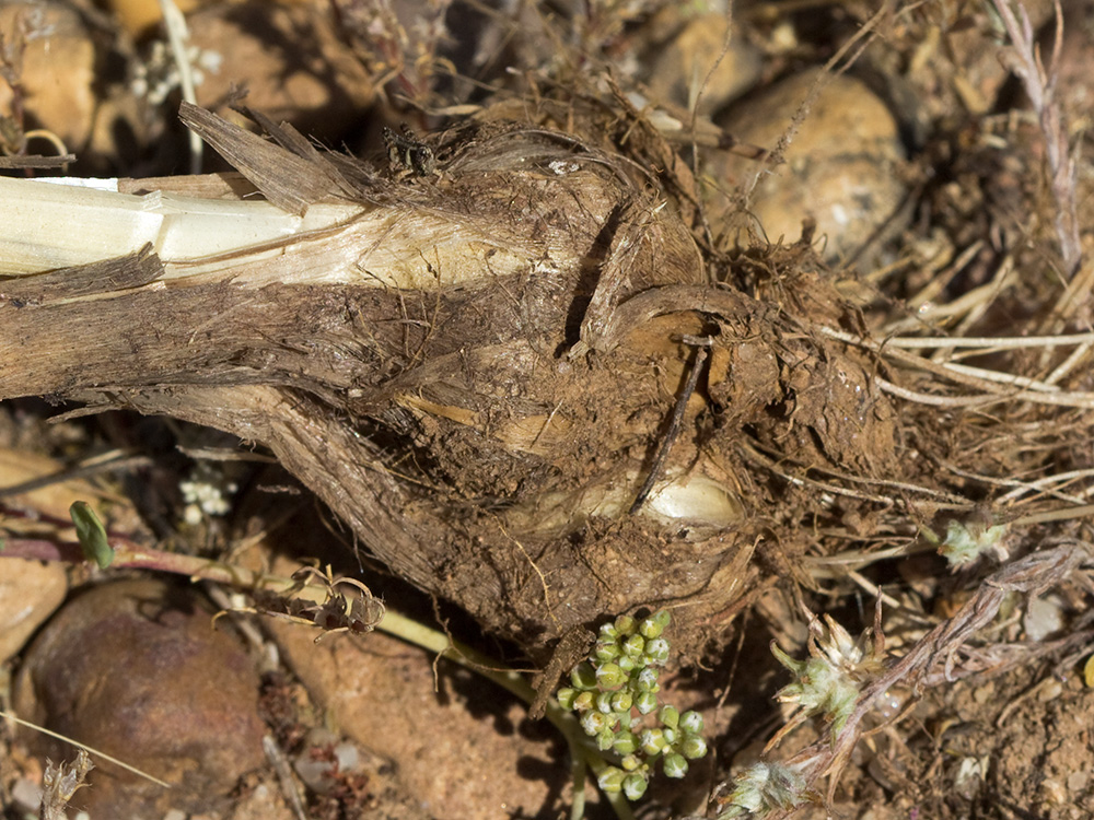 Ajo de arroyo (Allium guttatum subsp. sardoum)