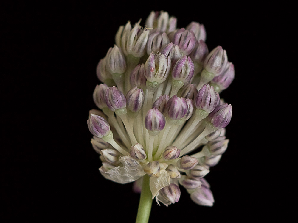 Ajo de arroyo (Allium guttatum subsp. sardoum)