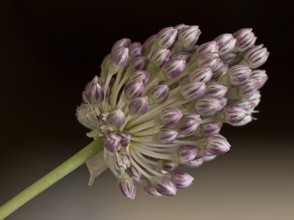 Ajo de arroyo (Allium guttatum subsp. sardoum)