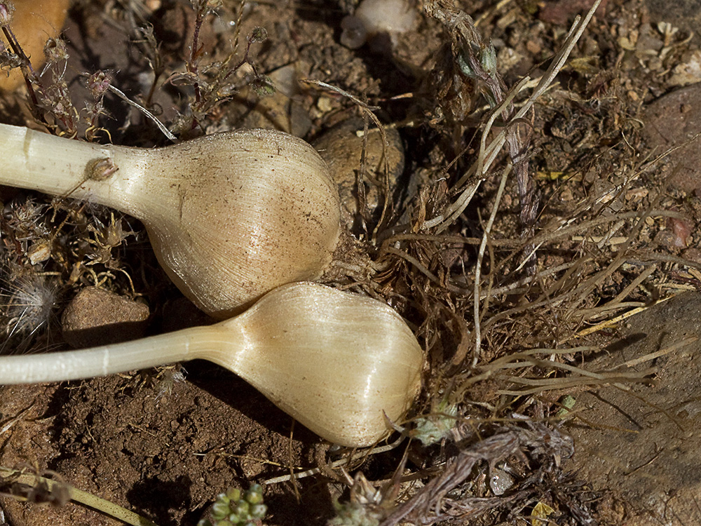Ajo de arroyo (Allium guttatum subsp. sardoum)