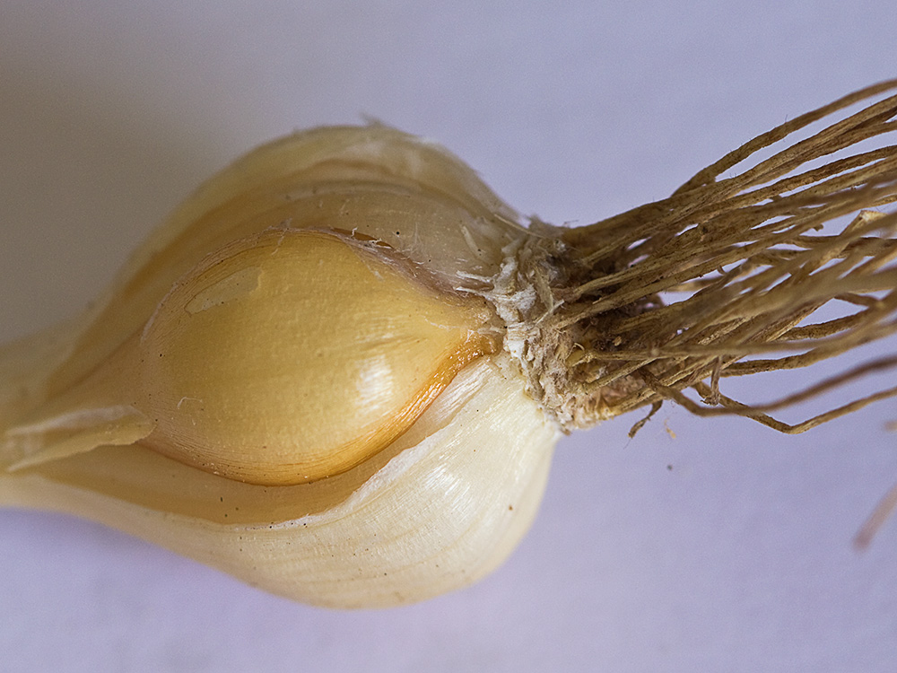 Ajo de arroyo (Allium guttatum subsp. sardoum)