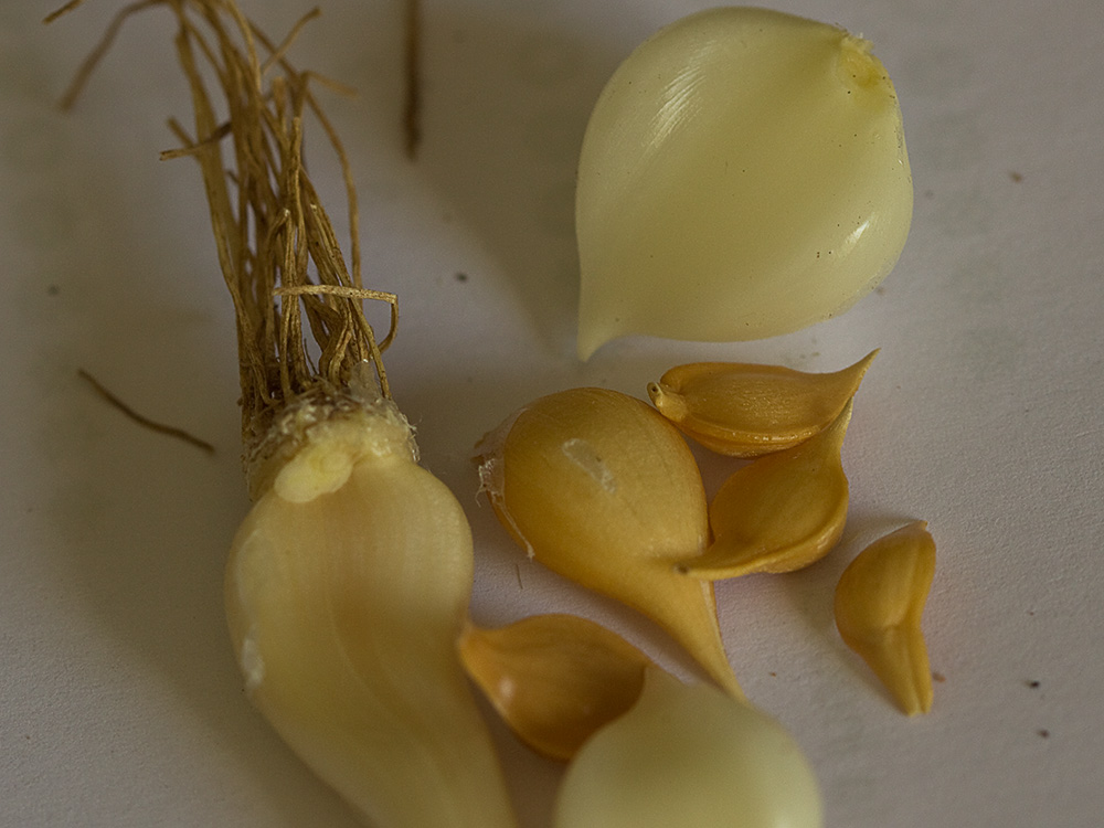 Ajo de arroyo (Allium guttatum subsp. sardoum)