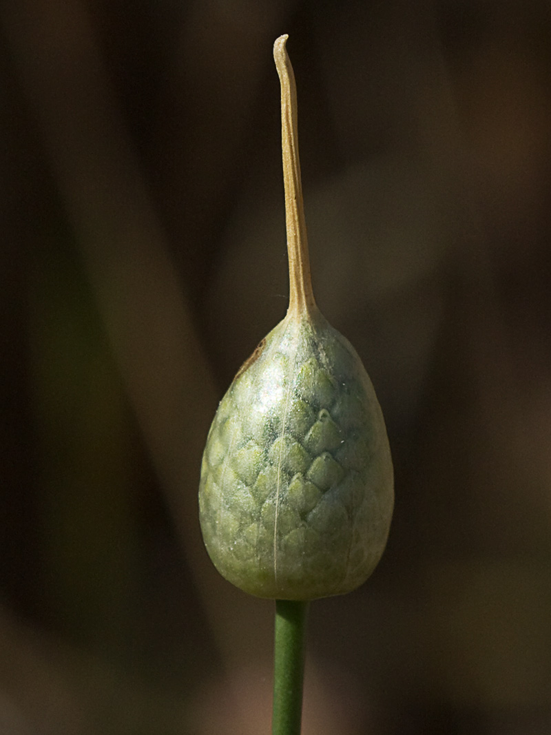 Ajo de arroyo (Allium guttatum subsp. sardoum)