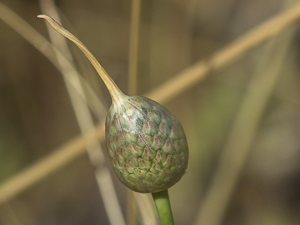 Ajo de arroyo (Allium guttatum subsp. sardoum)