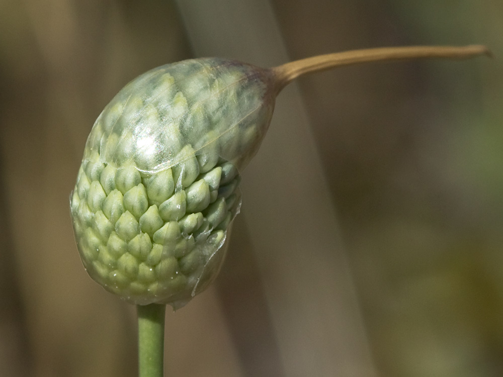 Ajo de arroyo (Allium guttatum subsp. sardoum)