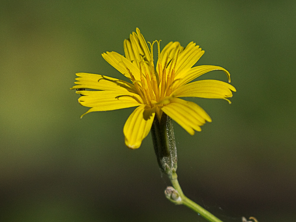 Flor de la Ajonjera (Chondrilla juncea)
