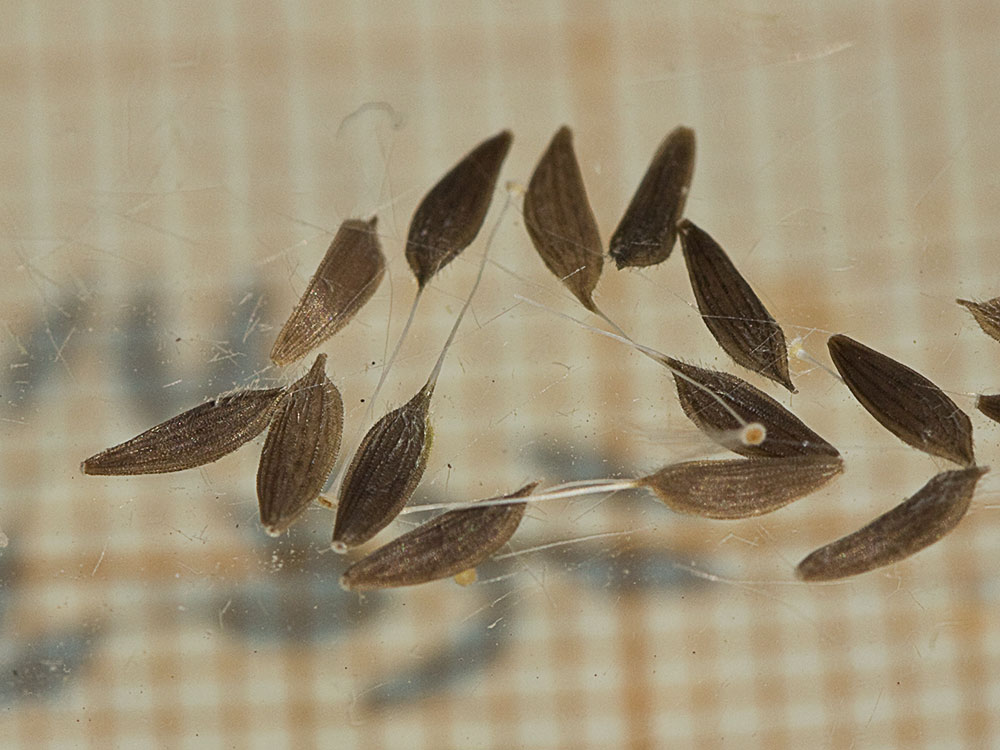Semillas de la Ajonjera (Chondrilla juncea)