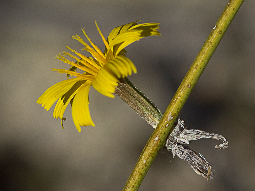 Flor de la Ajonjera (Chondrilla juncea)