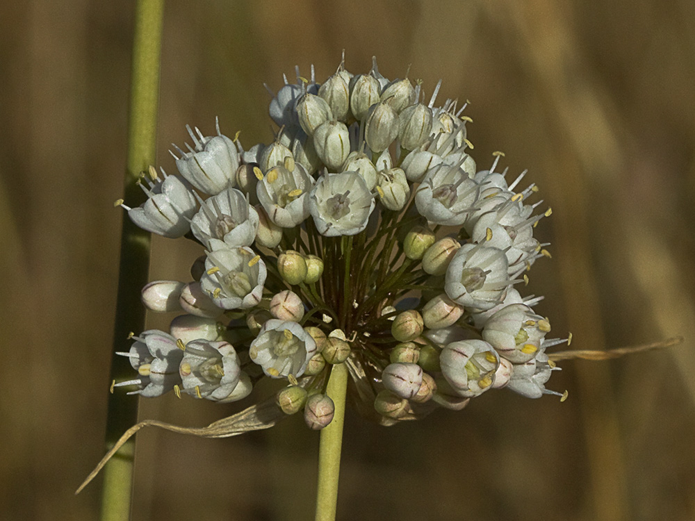 Ajo porro (Allium stearnii Pastor & Valdés)