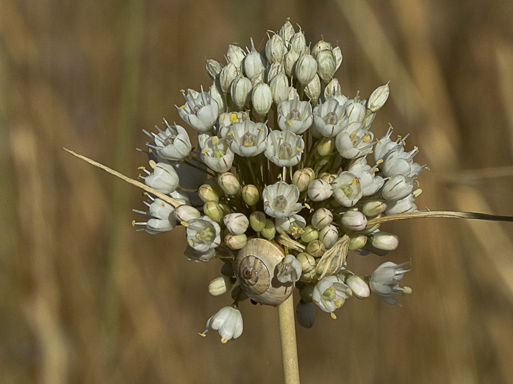 Ajo porro (Allium stearnii Pastor & Valdés)