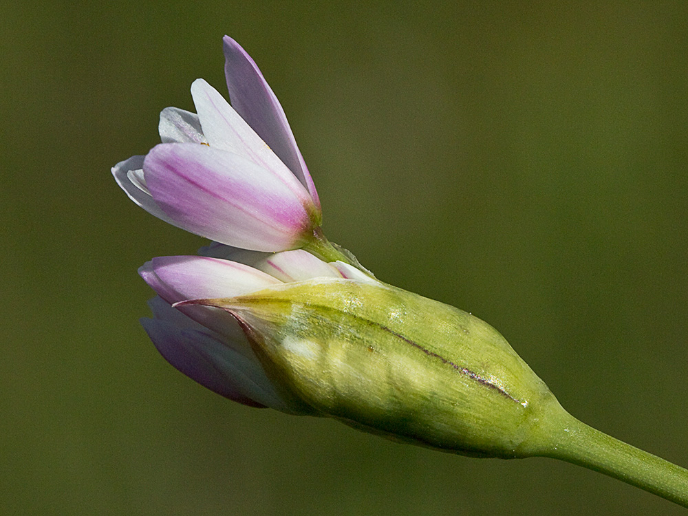Inflorescencia del Ajo rosado, ajo de culebra o ajo campesino (Allium roseum)