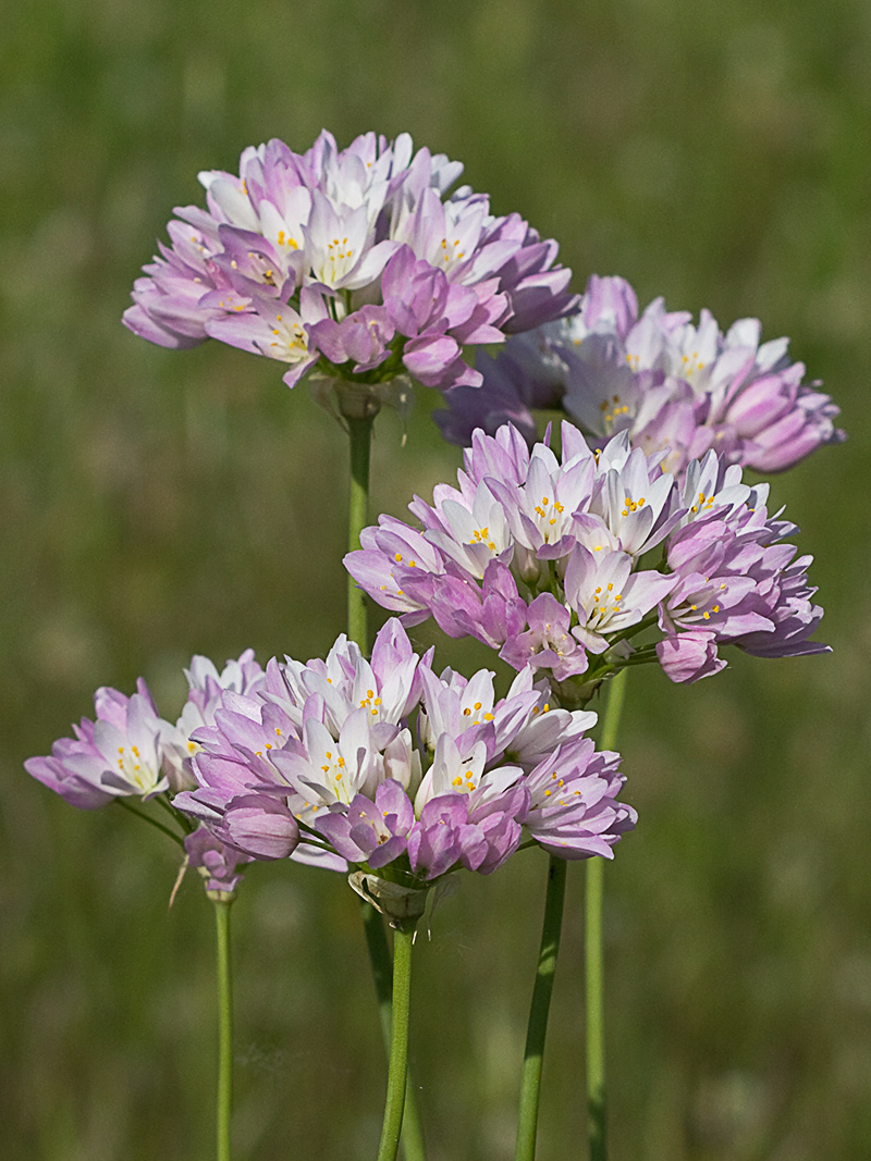 Inflorescencia del Ajo rosado, ajo de culebra o ajo campesino (Allium roseum)