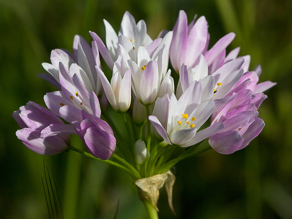 Inflorescencia del Ajo rosado, ajo de culebra o ajo campesino (Allium roseum)