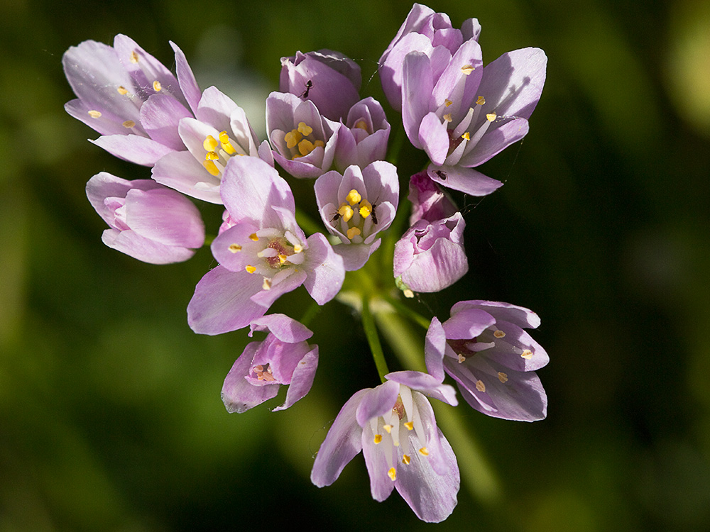 Inflorescencia del Ajo rosado, ajo de culebra o ajo campesino (Allium roseum)