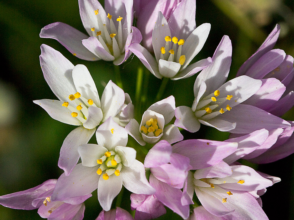 Inflorescencia del Ajo rosado, ajo de culebra o ajo campesino (Allium roseum)