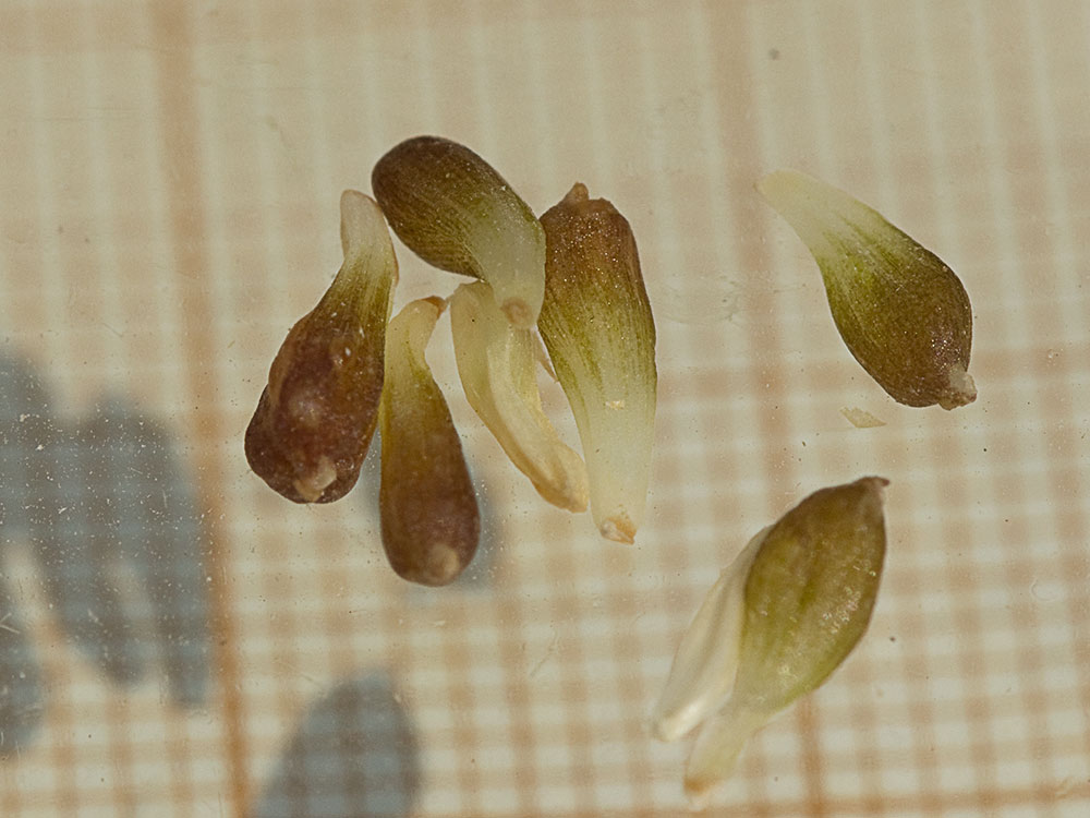 Semillas del Allium vineale, ajo silvestre