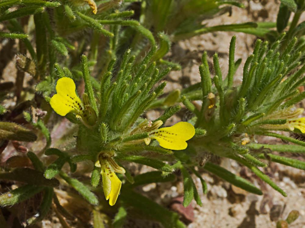 Ajuga o pinillo (Ajuga chamaepitys)