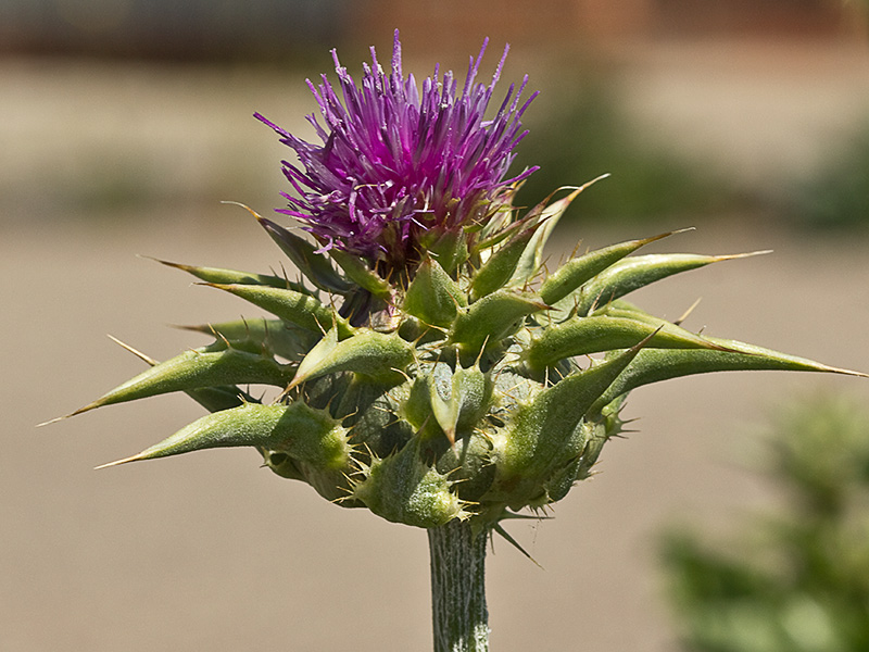 Alcachofa ( Silybum marianum)