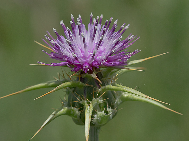 Flor del cardo blanco o mariano (Silybum marianum)