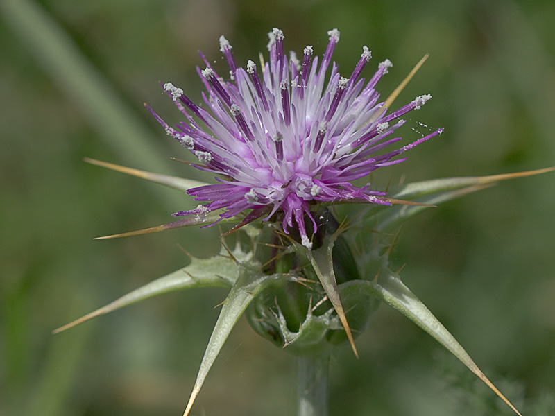 Flor del cardo blanco o mariano (Silybum marianum)