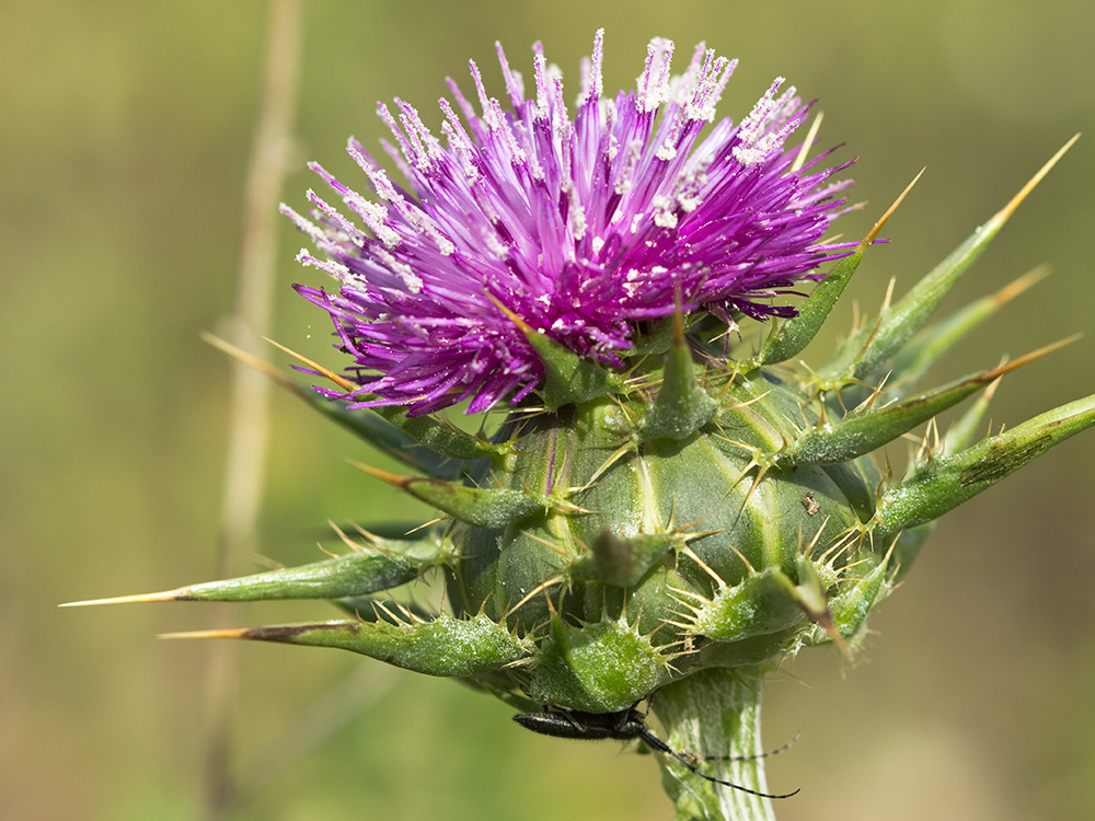 Flor del cardo blanco o mariano (Silybum marianum)