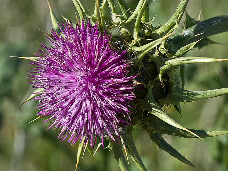 Cardo alcachofero (Silybum marianum)