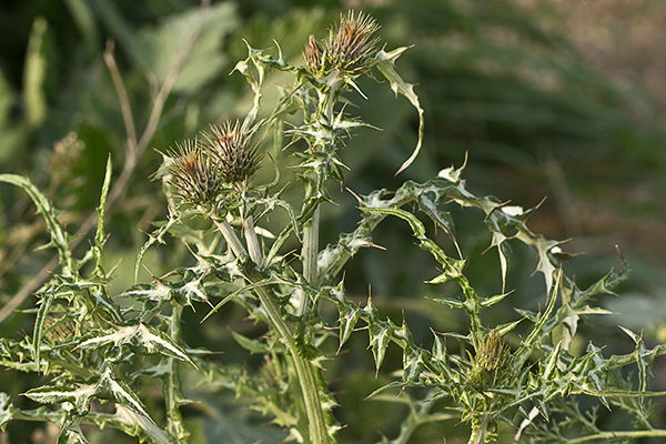 Alcachofa ( Silybum marianum)
